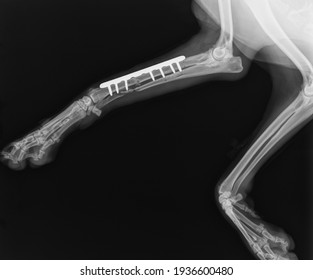Dog X Ray. Radius and Ulna Fracture Repair with Plate and Screw in Dog - Shutterstock ID 1936600480
