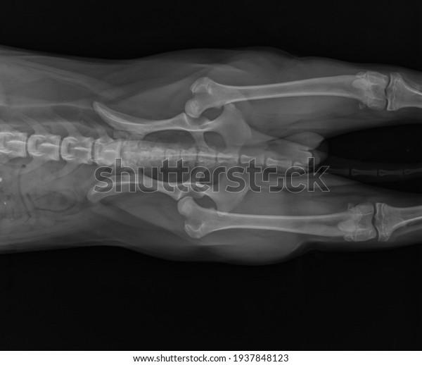 Dog X Ray Showing Canine Bilateral Hip Dysplasia.\
Ventral View