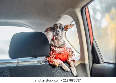 A Dog Of The Xoloitzcuintli Mini Breed Or A Mexican Naked Dog In The Backseat Of A Car In A Warm Jumpsuit Is Sitting With A Guilty Look Because It Is All Soiled In Mud