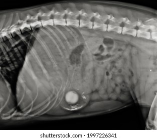 Dog Xray Foreign Body Stomach Canine Stock Photo 1997226341 | Shutterstock