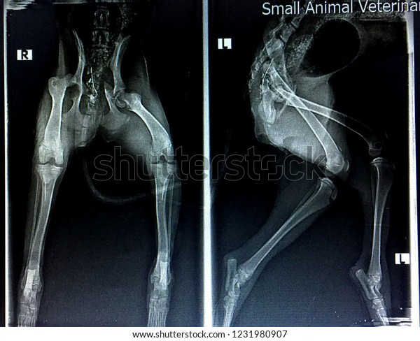 dog x-ray was hit by a\
car