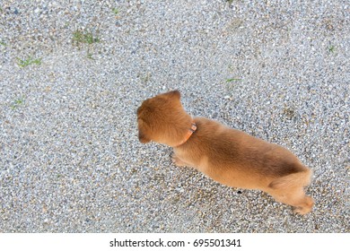 Dog in the yard