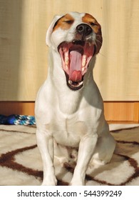 Dog Yawn