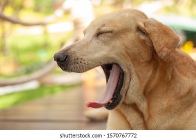 The Dog Yawn With Its Mouth Open And Saw Its Tongue.