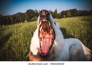 Dog Yawn And Showing Its Teeth