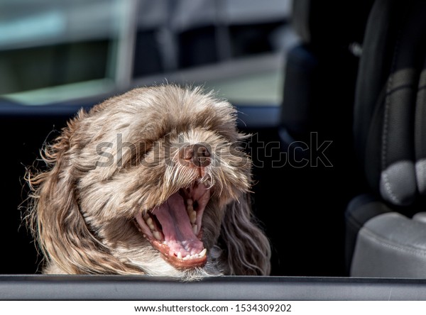 Dog yawning in the back
seat of a car