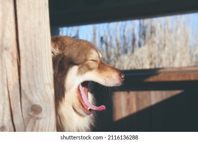 Dog Yawning In An Old Wooden Bird Hide. Sunny Day. Finnish Lapphund.