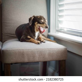 Dog Yawns After A Hard Days Work