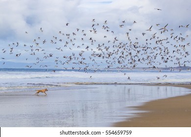 A Dog (yellow Labrador (Lab) Retriever) Runs In The Water Along A Pacific Coast Beach In California, As A Flock Of Seagulls Flies Overhead.