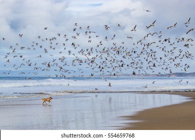 A Dog (yellow Labrador (Lab) Retriever) Runs In The Water Along A Pacific Coast Beach In California, As A Flock Of Seagulls Flies Overhead.