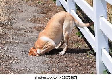 A Dog (yellow Labrador Retriever (lab), Burying (buries) Head In Sand, After Chasing A Ground Squirrel Into A Hole, In The Hills Of Monterey, California, USA.