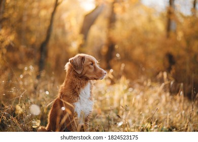 dog in yellow leaves in the park. Nova Scotia Duck Tolling Retriever for a walk in the autumn park - Powered by Shutterstock