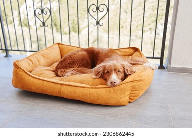 dog in yellow pet bed at balcony, terrace. Cute pet is resting. Nova Scotia duck tolling retriever indoors - Powered by Shutterstock