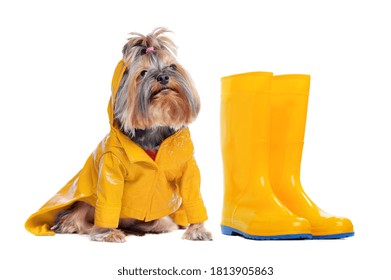 Dog In Yellow Rain Coat With Yellow Rubber Boots Against White Background