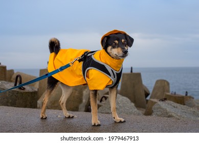 Dog In A Yellow Rain Coat At The Sea. Black Mongrel At The Seaside In A Yellow Jacket. The Dog Looks At The Sea During A Storm. Dog In The Rain. Polish Dog With Yellow Rain Coat Jacket. 