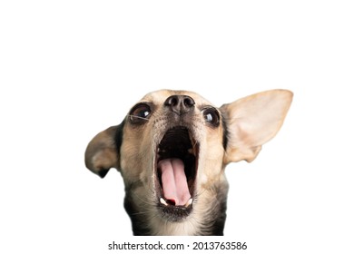 dog yells,cheerful pet with an open mouth isolated on a white background,terrier puppy,concept of a veterinary clinic, feed, discounts,a cheerful banner with a copy space - Shutterstock ID 2013763586