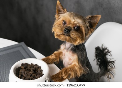 Dog Yorkshire Terrier Eating Feed