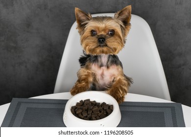 Dog Yorkshire Terrier Eating Feed