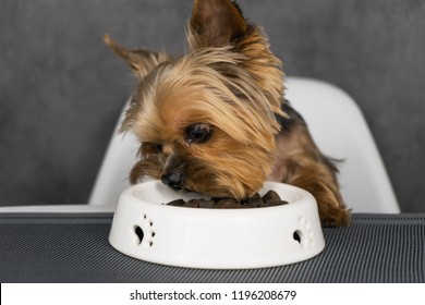 Dog Yorkshire Terrier Eating Feed