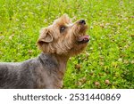 Dog. Yorkshire terrier. Portrait of a funny dog on the lawn. Pets. The year of the dog.