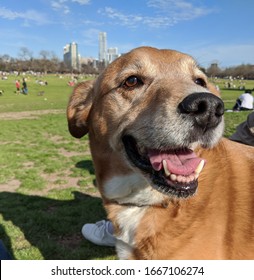 Dog In Zilker Park With Austin Texas Skyline In The Background And Other People Playing Games And Having Fun With The Pets