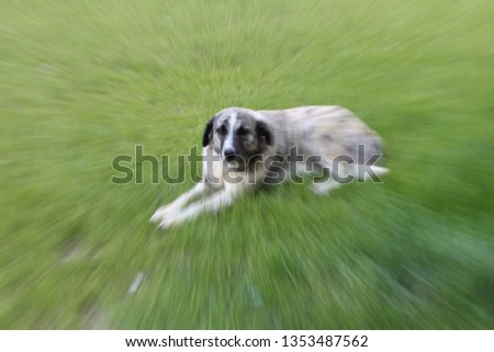 Image, Stock Photo greyhound Animal Dog 1