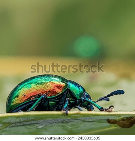 the dogbane beetle, The adults are an iridescent blue-green with a metallic copper, golden or crimson shine