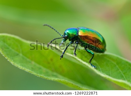 Dogbane beetle (Chrysochus auratus) on leaf of dogbane (Apocynum cannibinum). Beetle feeds on dogbane leaves, which are toxic. Bright iridescence on beetle warns predators against attack.