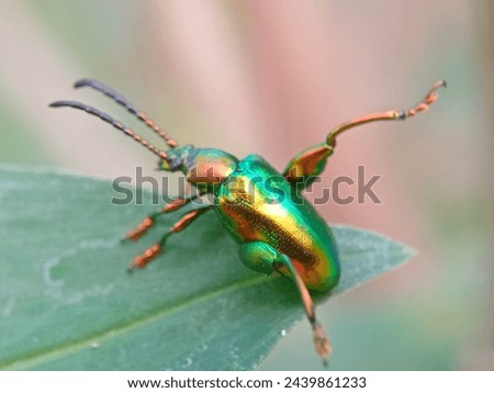 dogbane beetle on a green leaf