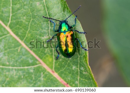 A Dogbane Beetle on a Dogbane Plant in Door County, Wisconsin.