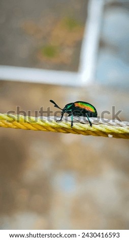 A dogbane beetle on a rope