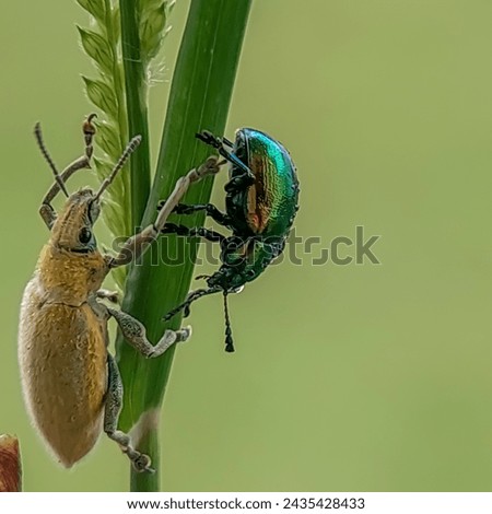 Dogbane beetle and the silver-green leaf weevil on leaves green grass with natural background 