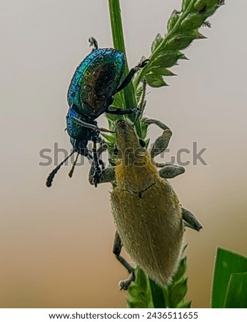 Dogbane beetle and the silver-green leaf weevil crawling on green grass 