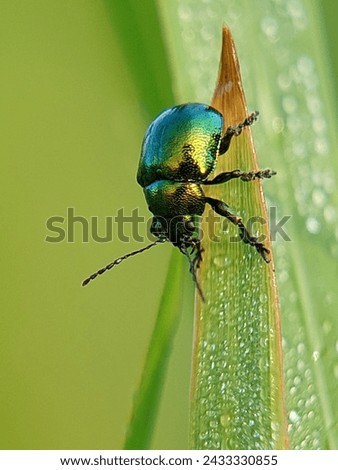 dogbane beetle, This species is iridescent blue-green with metallic copper, gold or crimson. 