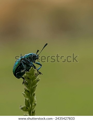 dogbane beetle, This species is iridescent blue-green with metallic copper, gold or crimson.