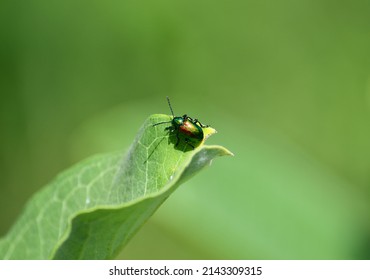 Dogbane Leaf Beetle On Milkweed 