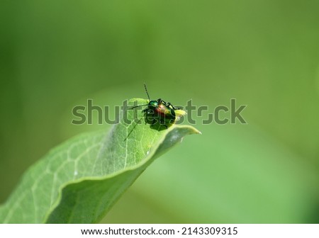 Dogbane leaf beetle on milkweed 