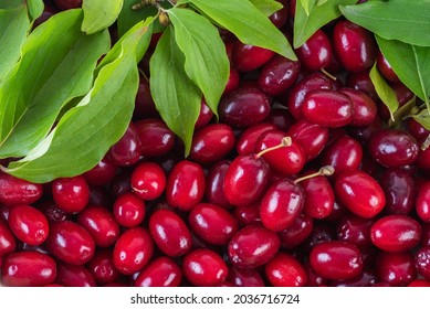 Dogberry Cornus Mas Fruit Background