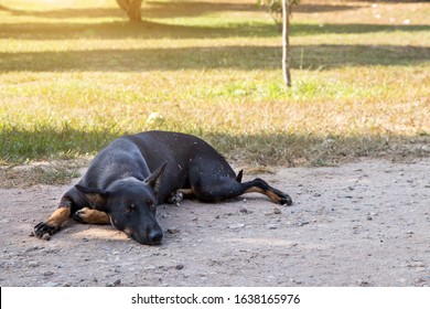 635 Brown dog squat Images, Stock Photos & Vectors | Shutterstock