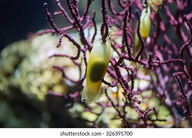 Dogfish Shark Eggs Close Up Hanging From Red Gorgonia Underwater