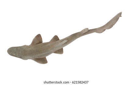 Dogfish Shark Isolated On White Background