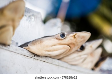 Dogfish Shark (Squalus Acanthias) Close Up On The Fishmarket