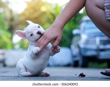 Dog,French Bulldogs Puppy Are Biting The Hand Boys Play.