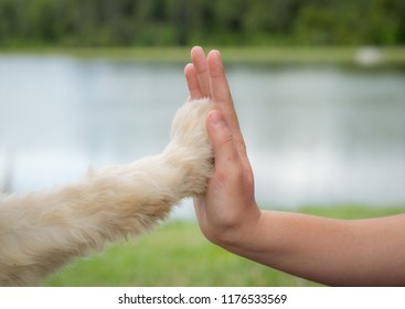 High five paw Images, Photos & Shutterstock