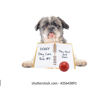 Doggy Day Care Rule Number 1: Play Nice And Share Shitsu Dog Red Ball Isolated On White Background