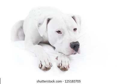 Dogo Argentino