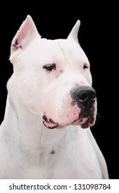 Dogo Argentino