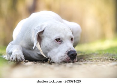 Dogo Argentino