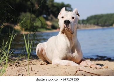 Dogo Argentino