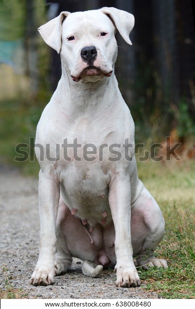 Dogo Argentino Female Sitting Summer Stock Photo 638008480 | Shutterstock